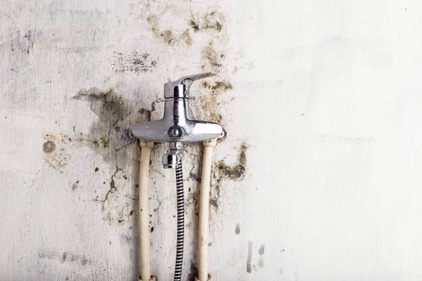 Best White Mold Remediation in East Point, GA