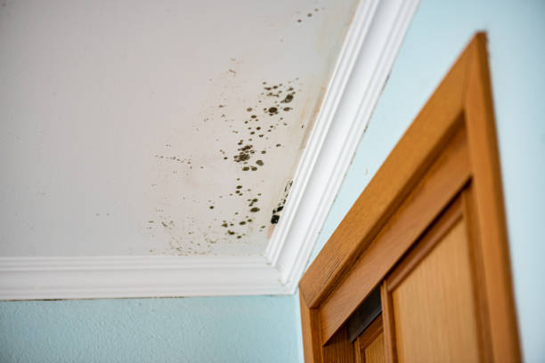 Best Industrial Mold Remediation in East Point, GA