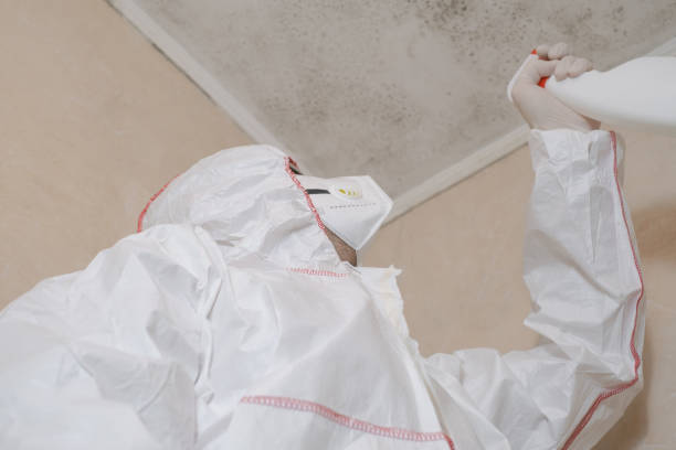 Best Insurance-Related Mold Remediation in East Point, GA
