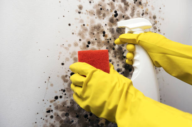 Best Mold Remediation for Specific Building Types in East Point, GA