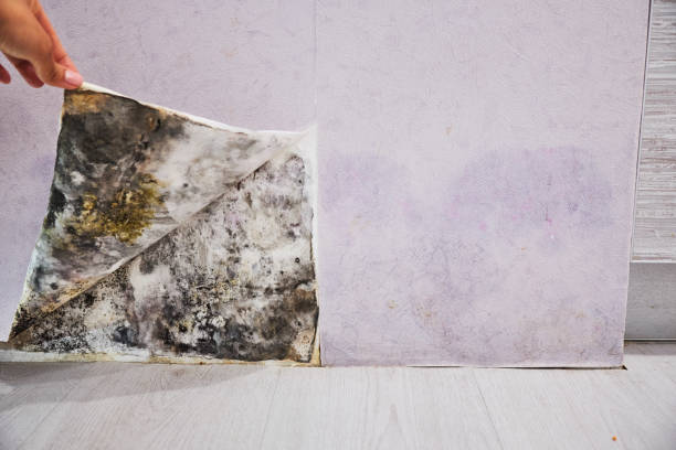 Best Emergency Mold Remediation in East Point, GA
